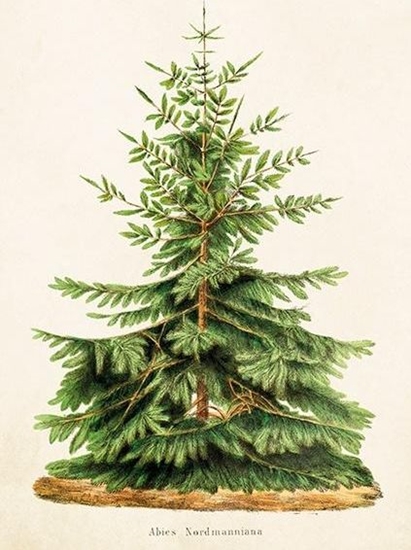 Picture of Skona Ting Karnet ST323 B6 + koperta Joda