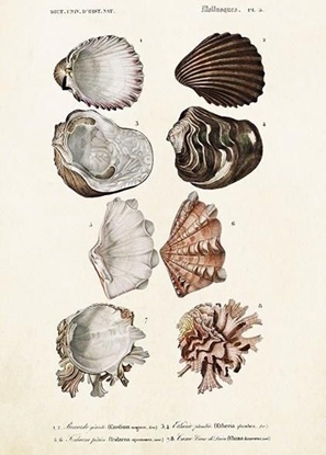 Attēls no Skona Ting Karnet ST372 B6 + koperta Muszle