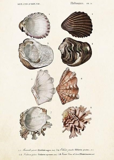 Picture of Skona Ting Karnet ST372 B6 + koperta Muszle