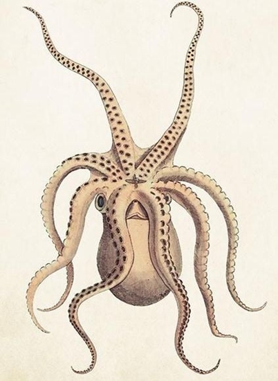 Picture of Skona Ting Karnet ST383 B6 + koperta Omiornica