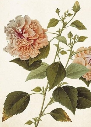 Attēls no Skona Ting Karnet ST404 B6 + koperta Piwonia