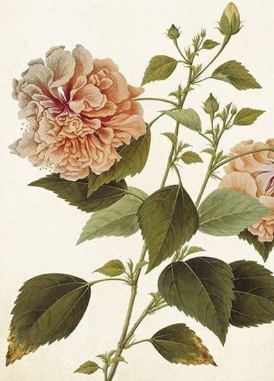 Picture of Skona Ting Karnet ST404 B6 + koperta Piwonia