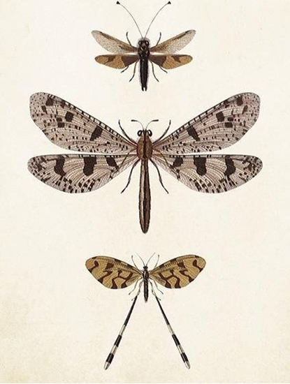 Picture of Skona Ting Karnet ST407 B6 + koperta Waki