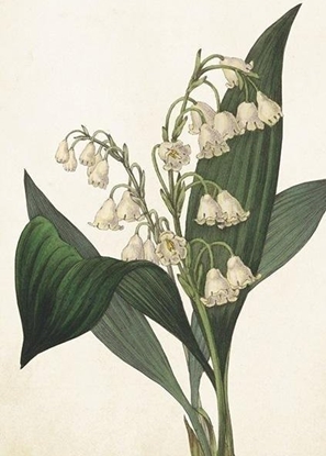 Attēls no Skona Ting Karnet ST409 B6 + koperta Konwalia