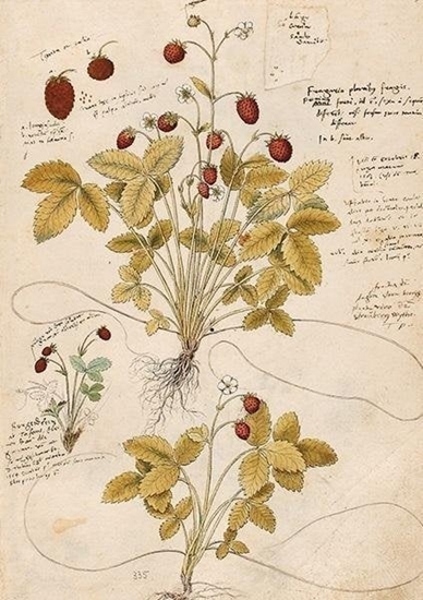 Picture of Skona Ting Karnet ST410 B6 + koperta Poziomka