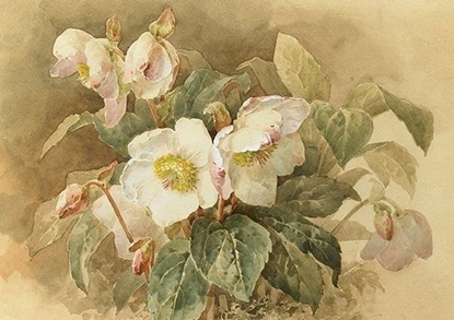 Attēls no Skona Ting Karnet ST424 B6 + koperta Ciemiernik biay