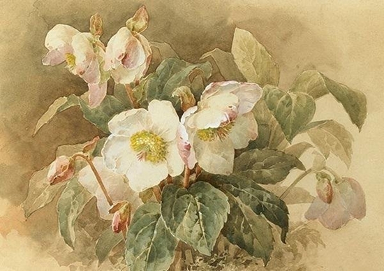 Picture of Skona Ting Karnet ST424 B6 + koperta Ciemiernik biay