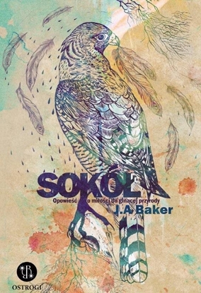 Picture of Sokó. Opowie o mioci do gincej przyrody