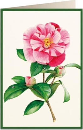 Picture of Tassotti Karnet B6 + koperta 5816 Kamelia