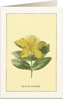 Изображение Tassotti Karnet B6 + koperta 6018 Róa Sharon