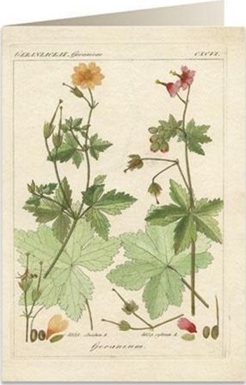 Изображение Tassotti Karnet B6 + koperta 6057 Pelargonia pachnca