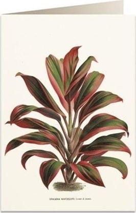 Изображение Tassotti Karnet B6 + koperta 6064 Dracena czerwono-zielona