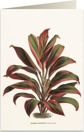 Изображение Tassotti Karnet B6 + koperta 6064 Dracena czerwono-zielona