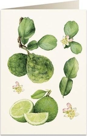 Изображение Tassotti Karnet B6 + koperta 6067 Pomaracza bergamota