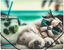 Picture of Teczka A4 PP na gumk z nadrukiem Chillout Cat