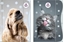 Attēls no Teczka z gumk A4 The Sweet Pets