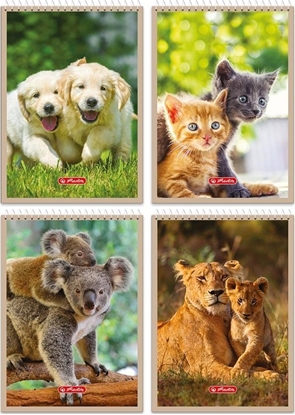 Picture of Teka Koonotatnik A7/40K kratka Animals (20szt)