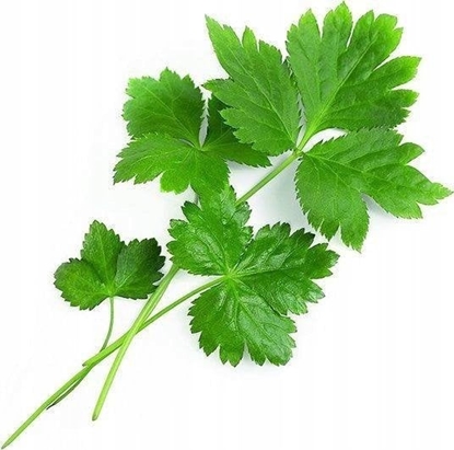 Изображение Véritable Lingot Japonská petrel Mitsuba