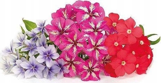 Изображение Veritable Véritable Lingot Flox