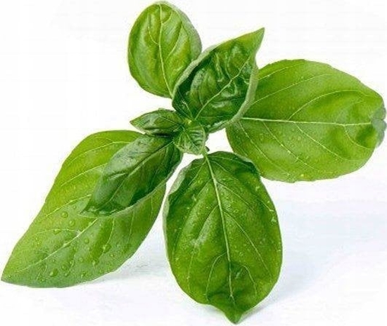 Изображение Veritable Véritable Lingot Sladká bazalka - BIO