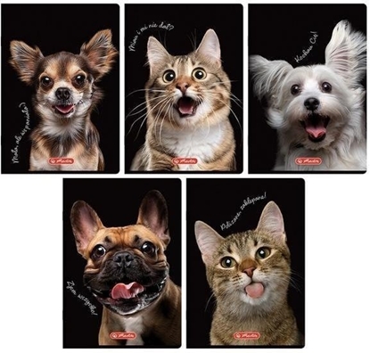 Attēls no Zeszyt do sówek A6/16K kratka Crazy Animal(20szt)