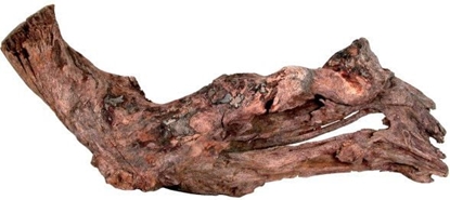 Picture of Zolux Korze Mangrowca 15-25 cm