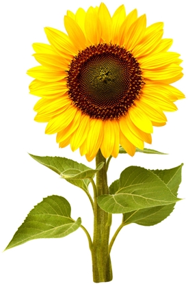 Изображение NONAME