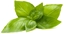Picture of Click & Grow Smart Garden refill Lemon Basil 3-pack