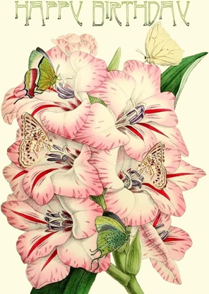 Picture of Madame Treacle Karnet B6 brokat z kopert Urodziny Mieczyki