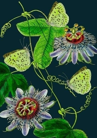 Picture of Madame Treacle Karnet B6 z kopert Passiflora noc