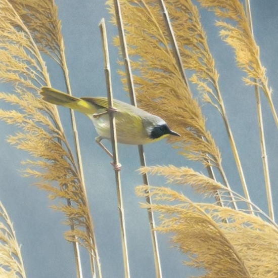 Picture of Museums & Galleries Karnet kwadrat z kopert - Lightswept Common