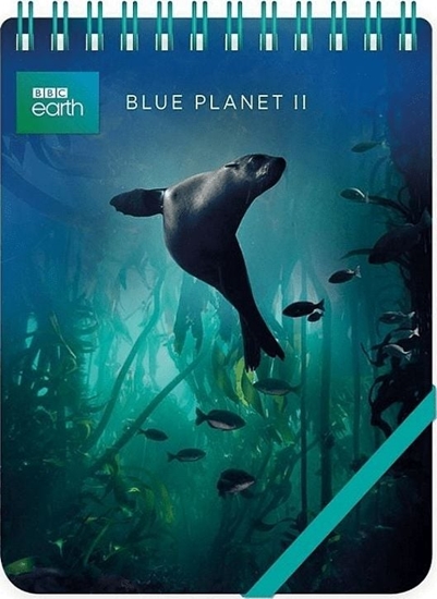 Picture of Museums & Galleries Koonotes ozdobny Galapagos Sea Lion