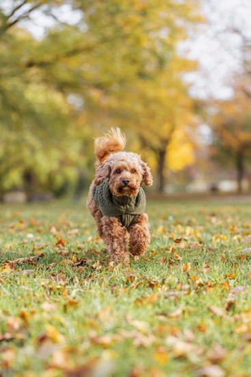 Picture of Norwood, pulower, dla psa, oliwkowa ziele,  XXS: 18 cm