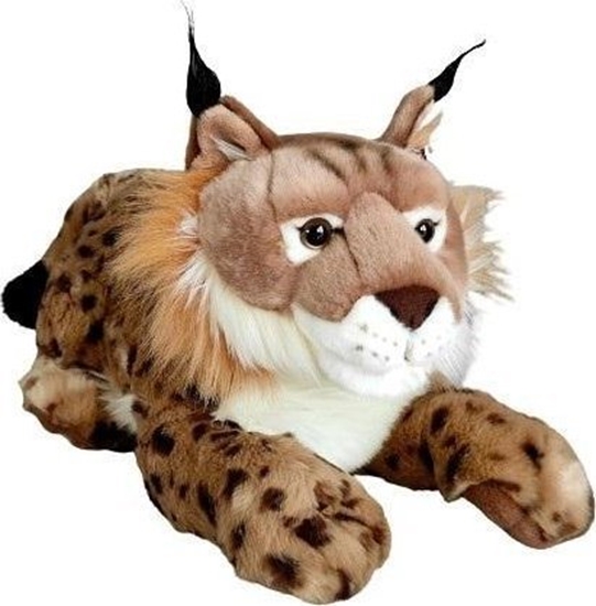 Picture of Ry 50cm EDUKAMP