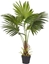Picture of Shumee Sztuczna rolina doniczkowa 100 cm FAN PALM