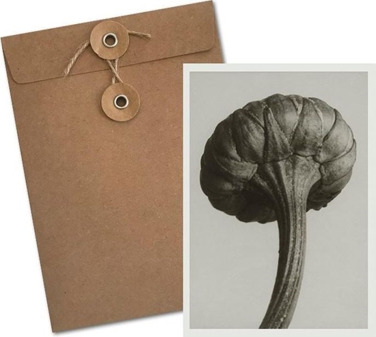 Picture of Skona Ting Karnet BF5-103 Jastrun waciwy