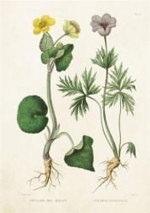 Изображение Skona Ting Karnet ST211 B6 + koperta Kaczeniec i sasanka