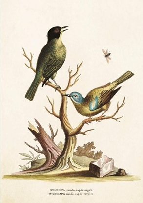 Attēls no Skona Ting Karnet ST225 B6 + koperta Muchoówki na gazi