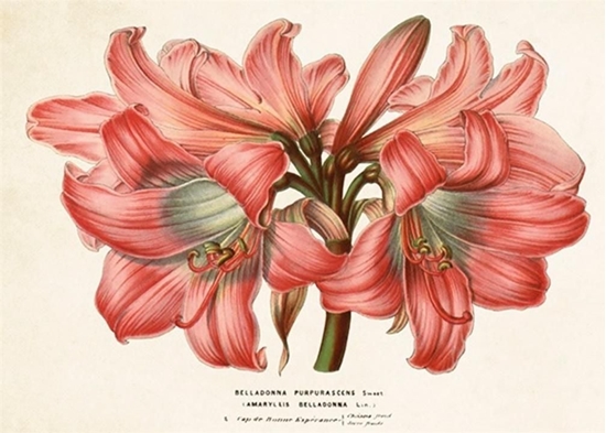 Picture of Skona Ting Karnet ST336 B6 + koperta Amarylis pikny