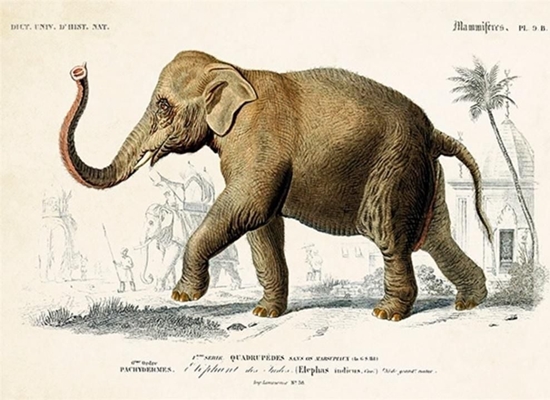 Picture of Skona Ting Karnet ST337 B6 + koperta So