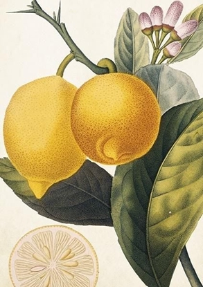 Picture of Skona Ting Karnet ST367 B6 + koperta Cytryna