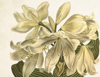 Attēls no Skona Ting Karnet ST393 B6 + koperta Biay amarylis