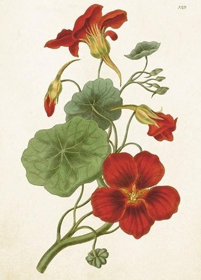 Picture of Skona Ting Karnet ST464 B6 + koperta Nasturcja