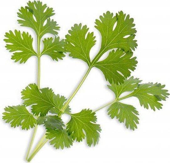 Picture of Veritable Nasiona Bio kolendra, Véritable