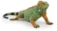 Picture of Iguana