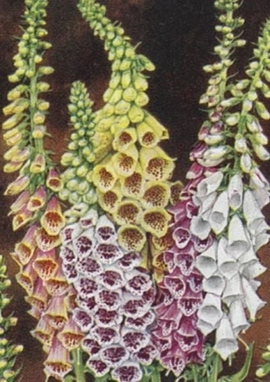 Picture of Skona Ting Karnet ST358 B6 + koperta Naparstnica