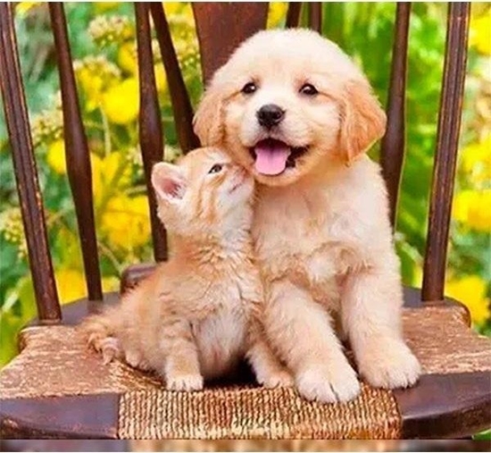 Picture of Norimpex Mozaika diamentowa 5D -Pies i kot 40x30cm