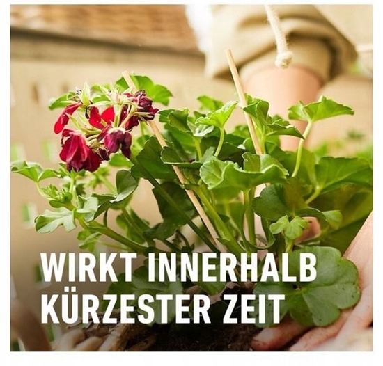 Изображение Sourcing FERTILIZER FOR GERANIUMS 1,3L