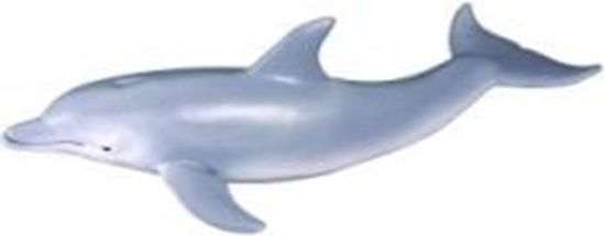 Изображение Figurka Collecta Delfin butlonosy, rozmiar M (COLL0015)
