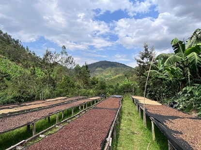 Picture of Kawa ziarnista RWANDA MUHABURA ROYAL ROBUSTA OMNIROAST 1kg